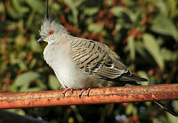 Crested Pigeon