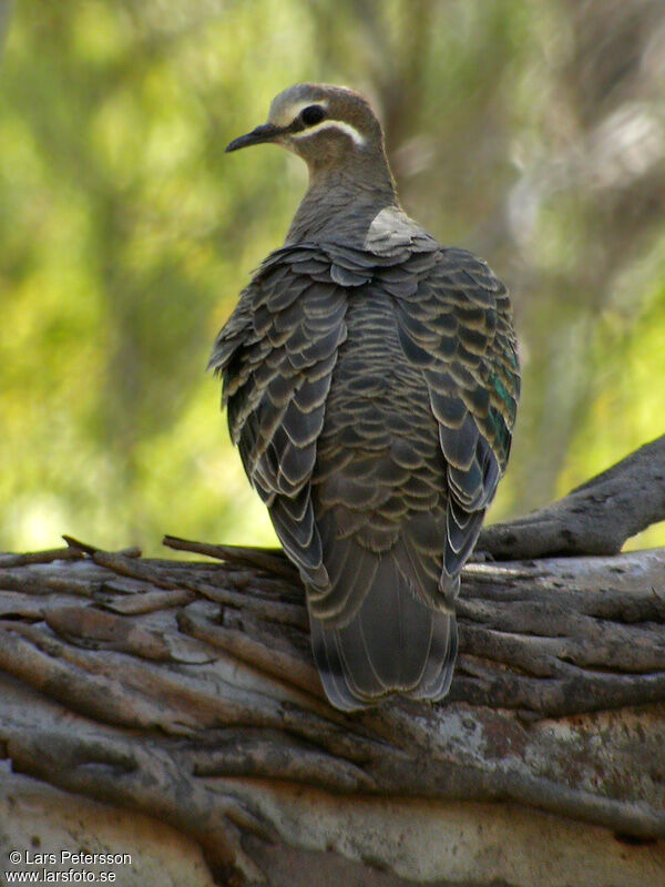 Common Bronzewing