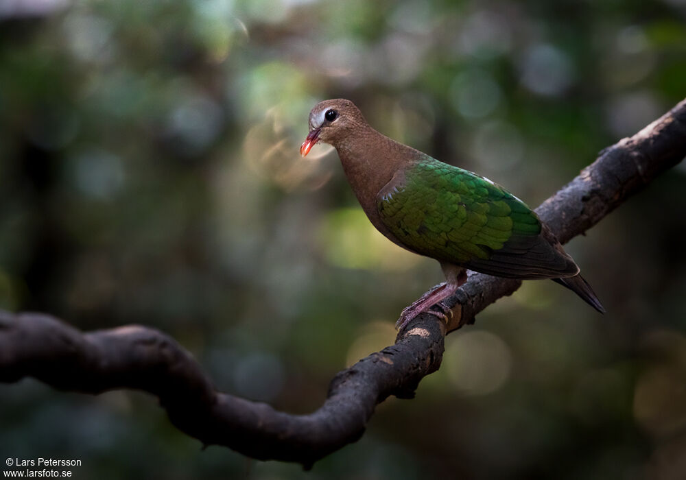 Common Emerald Dove