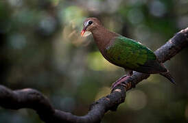 Common Emerald Dove