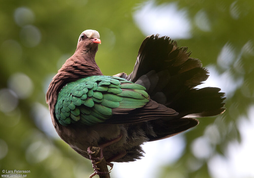 Common Emerald Dove