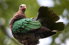 Common Emerald Dove