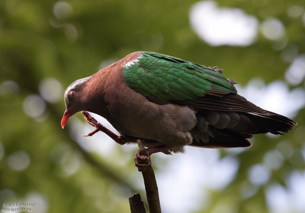 Common Emerald Dove