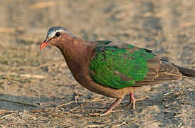 Common Emerald Dove