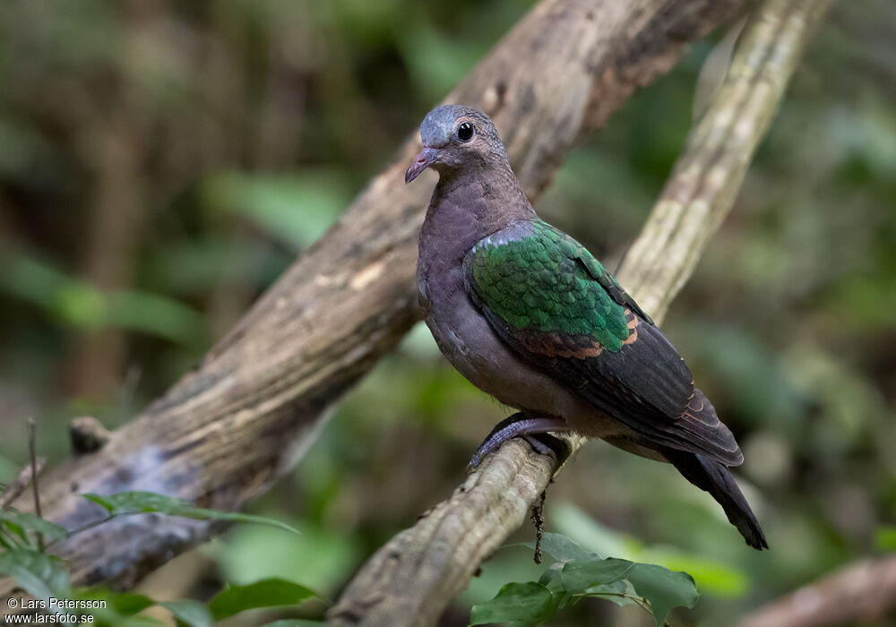 Common Emerald Dove