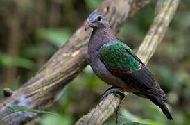 Common Emerald Dove