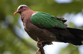 Common Emerald Dove