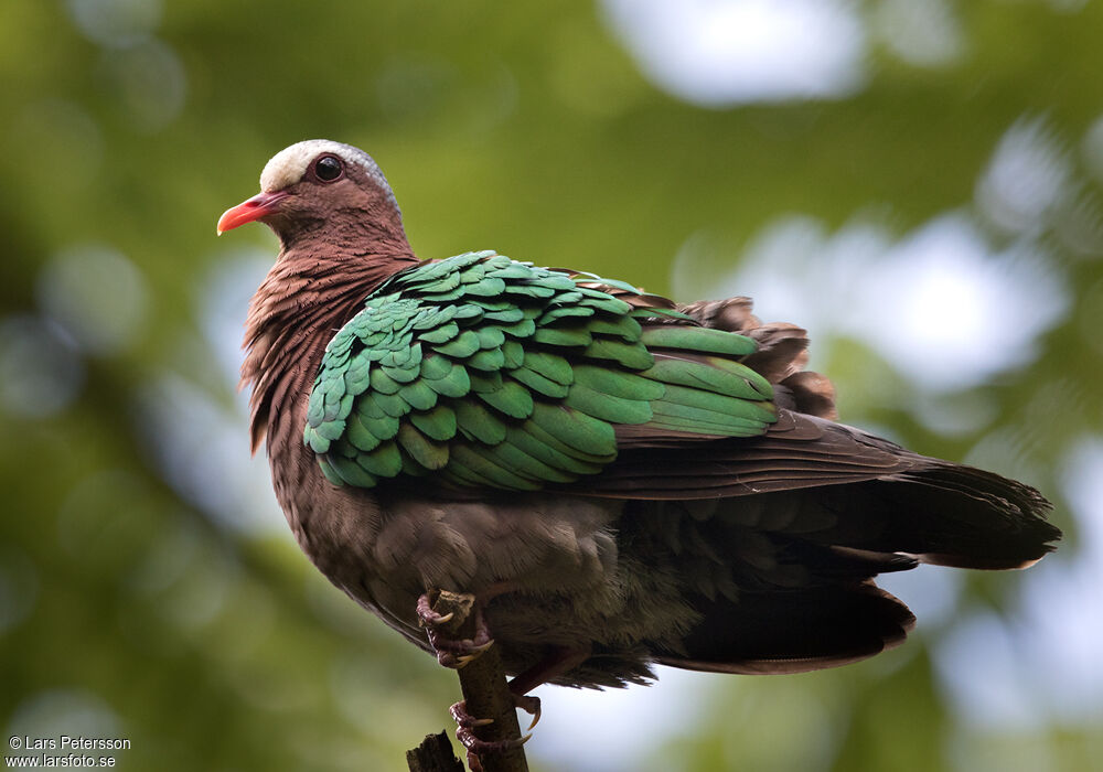 Common Emerald Dove