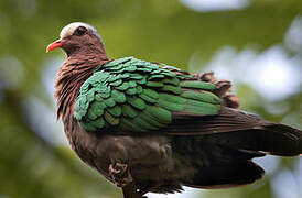 Common Emerald Dove