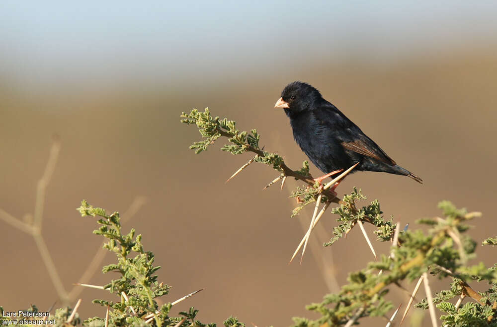 Village Indigobird male adult, habitat, pigmentation