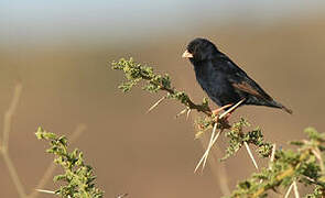 Village Indigobird