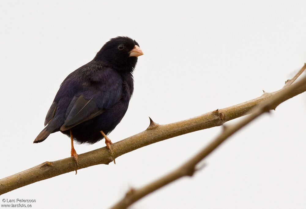 Village Indigobird