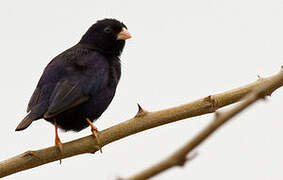 Village Indigobird