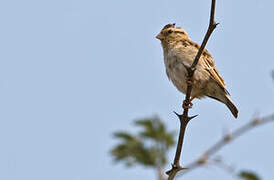 Dusky Indigobird