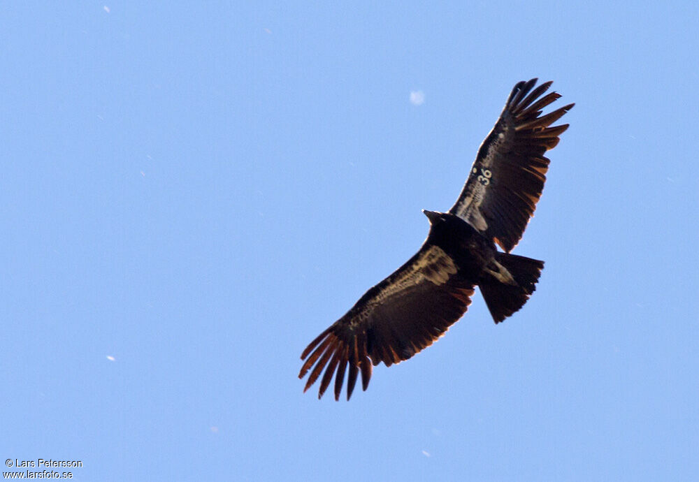 California Condor