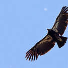 Condor de Californie