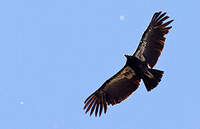 Condor de Californie