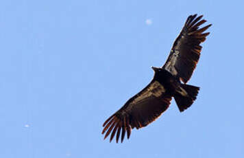 Condor de Californie