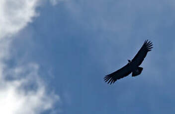 Condor des Andes