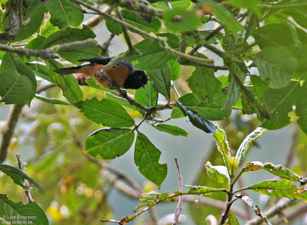 Blue-backed Conebill