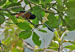 Blue-backed Conebill