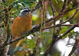 White-browed Conebill