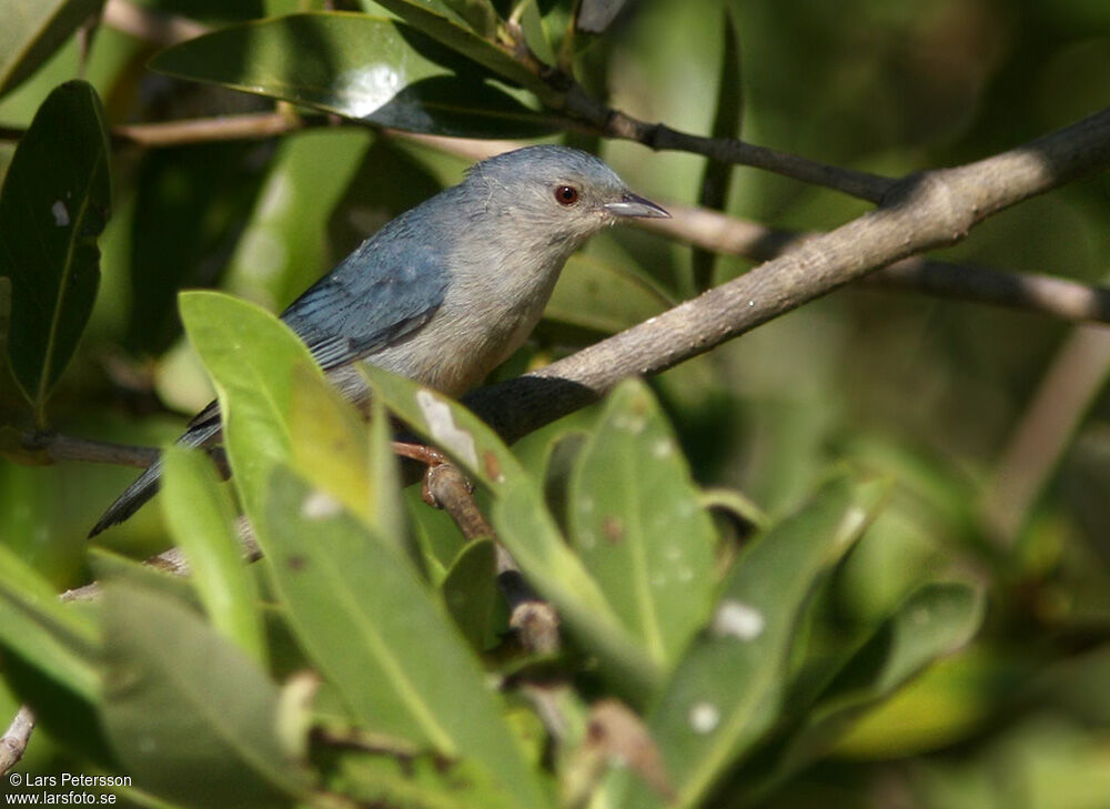 Bicolored Conebill