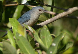 Bicolored Conebill