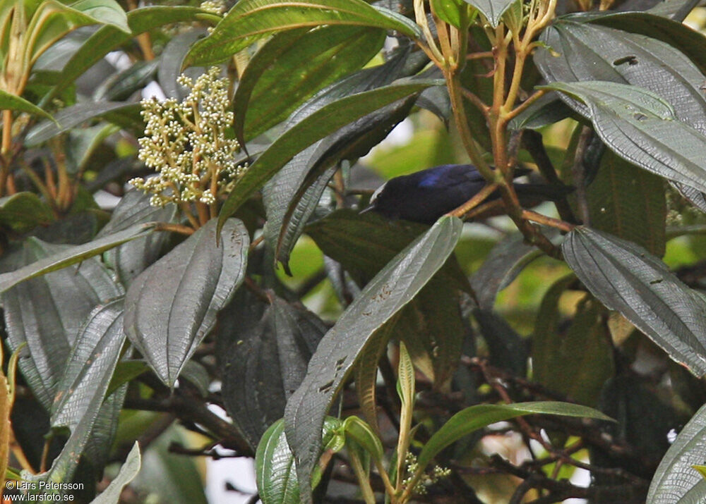 Capped Conebill