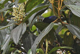 Capped Conebill