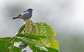 Chestnut-vented Conebill