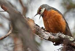 Giant Conebill