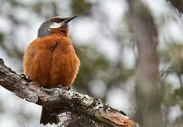 Giant Conebill