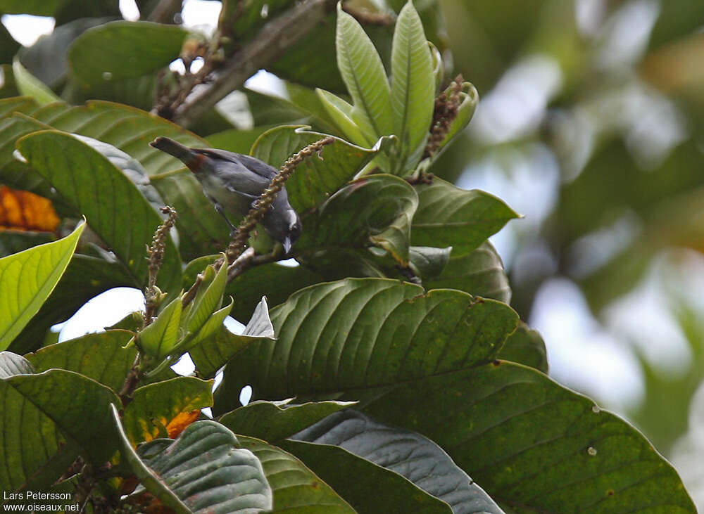 White-eared Conebill male adult, identification