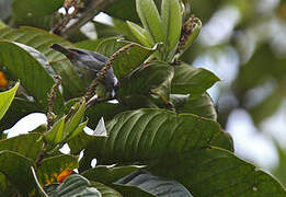 White-eared Conebill