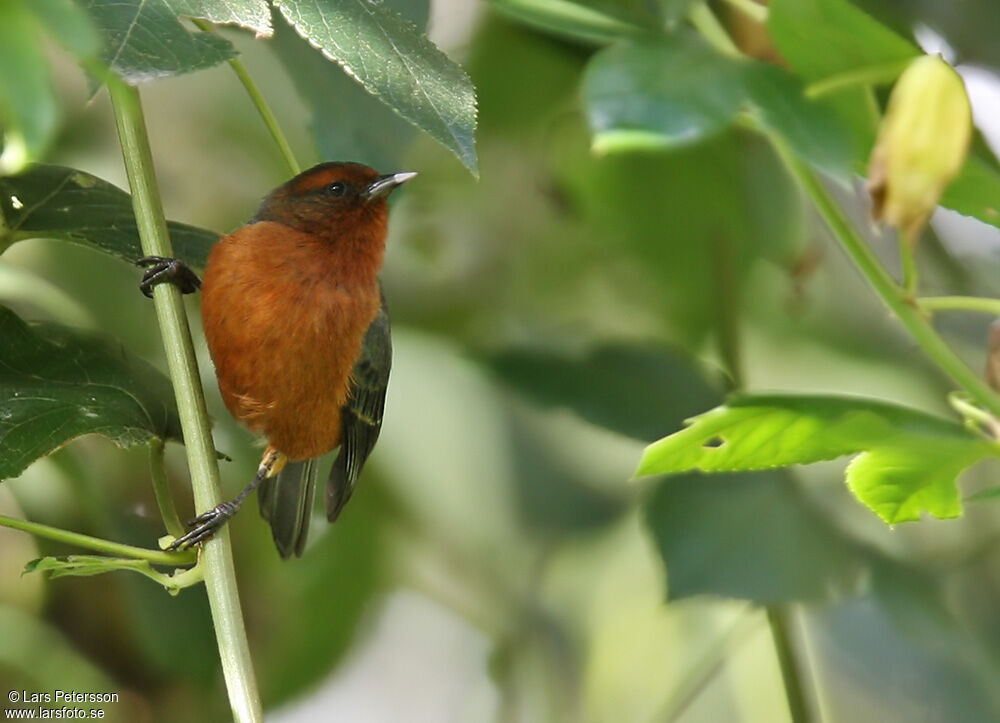 Rufous-browed Conebill