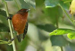 Rufous-browed Conebill