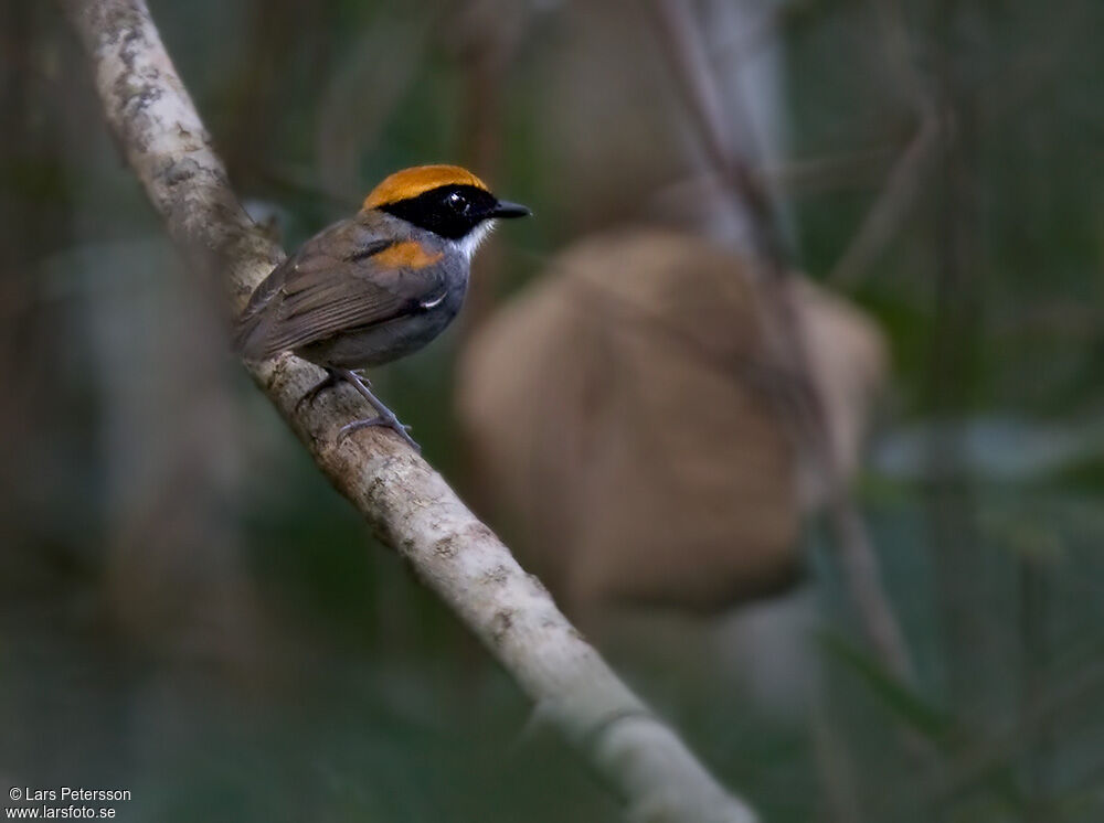 Black-cheeked Gnateater