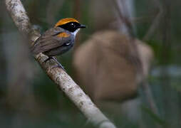 Black-cheeked Gnateater