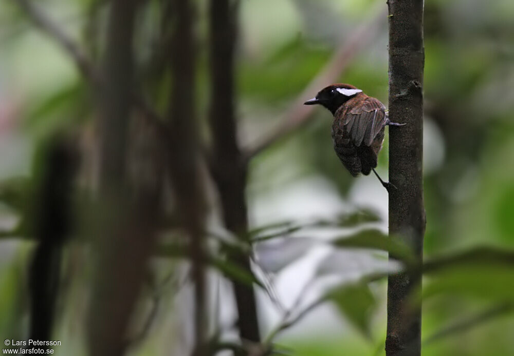 Chestnut-belted Gnateater