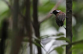 Chestnut-belted Gnateater