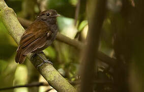 Slaty Gnateater