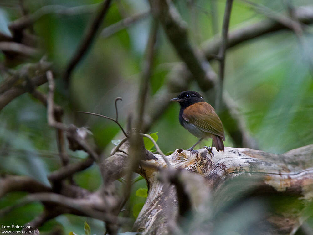 Hooded Gnateater, identification