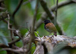 Hooded Gnateater