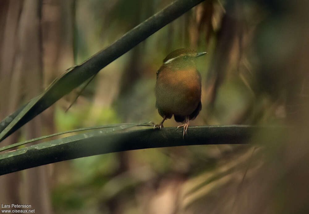 Ash-throated Gnateater female adult, identification