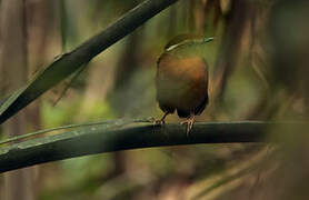 Ash-throated Gnateater