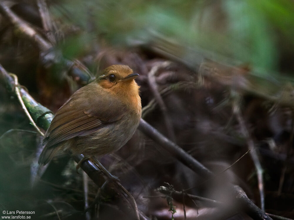 Rufous Gnateater