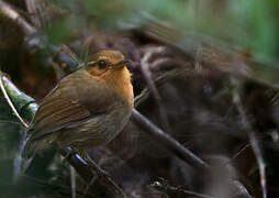 Rufous Gnateater