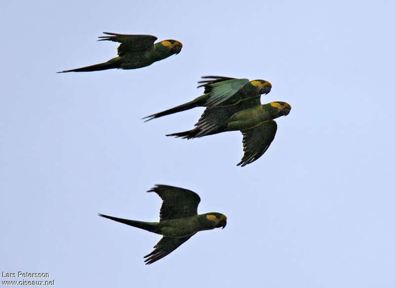 Yellow-eared Parrotadult, Flight