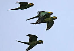 Yellow-eared Parrot